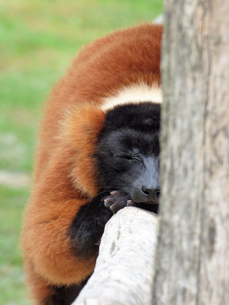 lemur, animal, primate, maki vari roux, sleep, madagascar, animal themes, mammal, animal wildlife, one animal