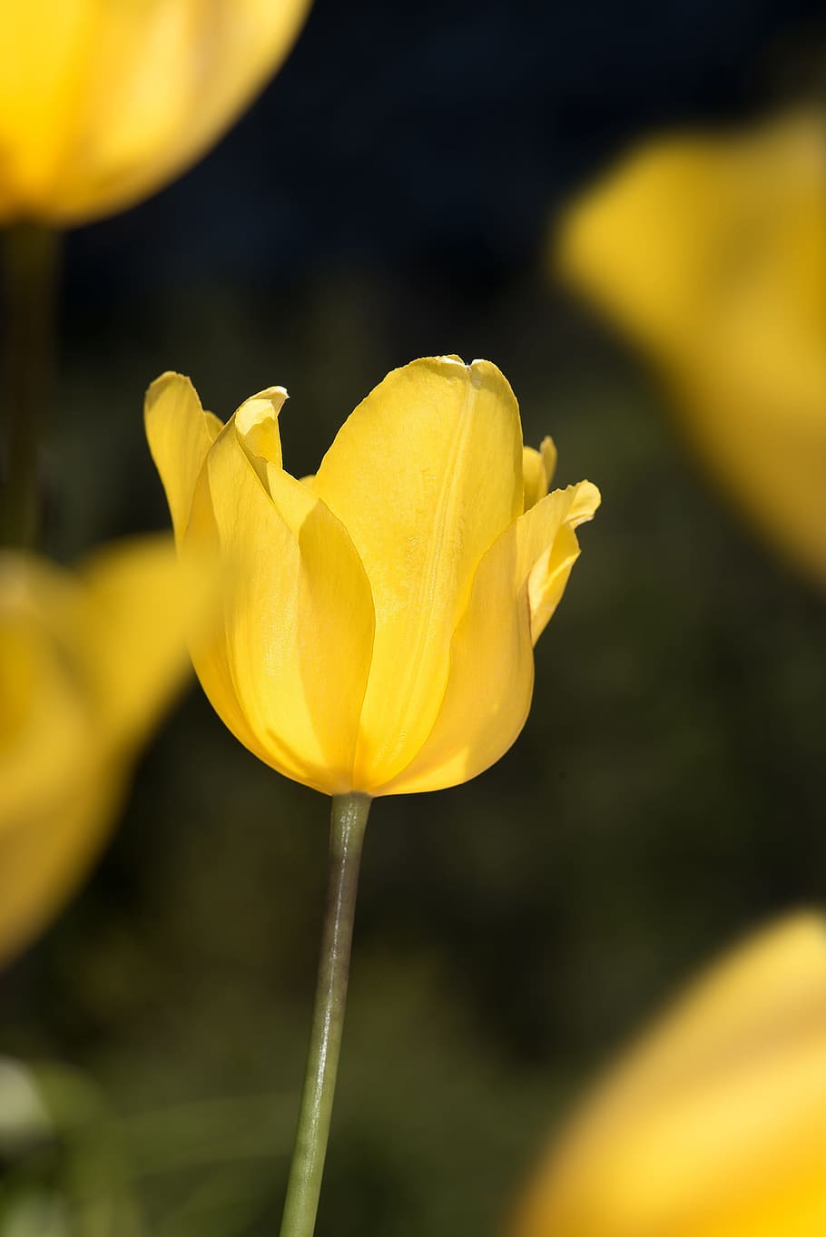 selective, focus photography, petaled flowers, Tulip, Yellow, Tumor, Flower, yellow tumor, yellow flower, blossom