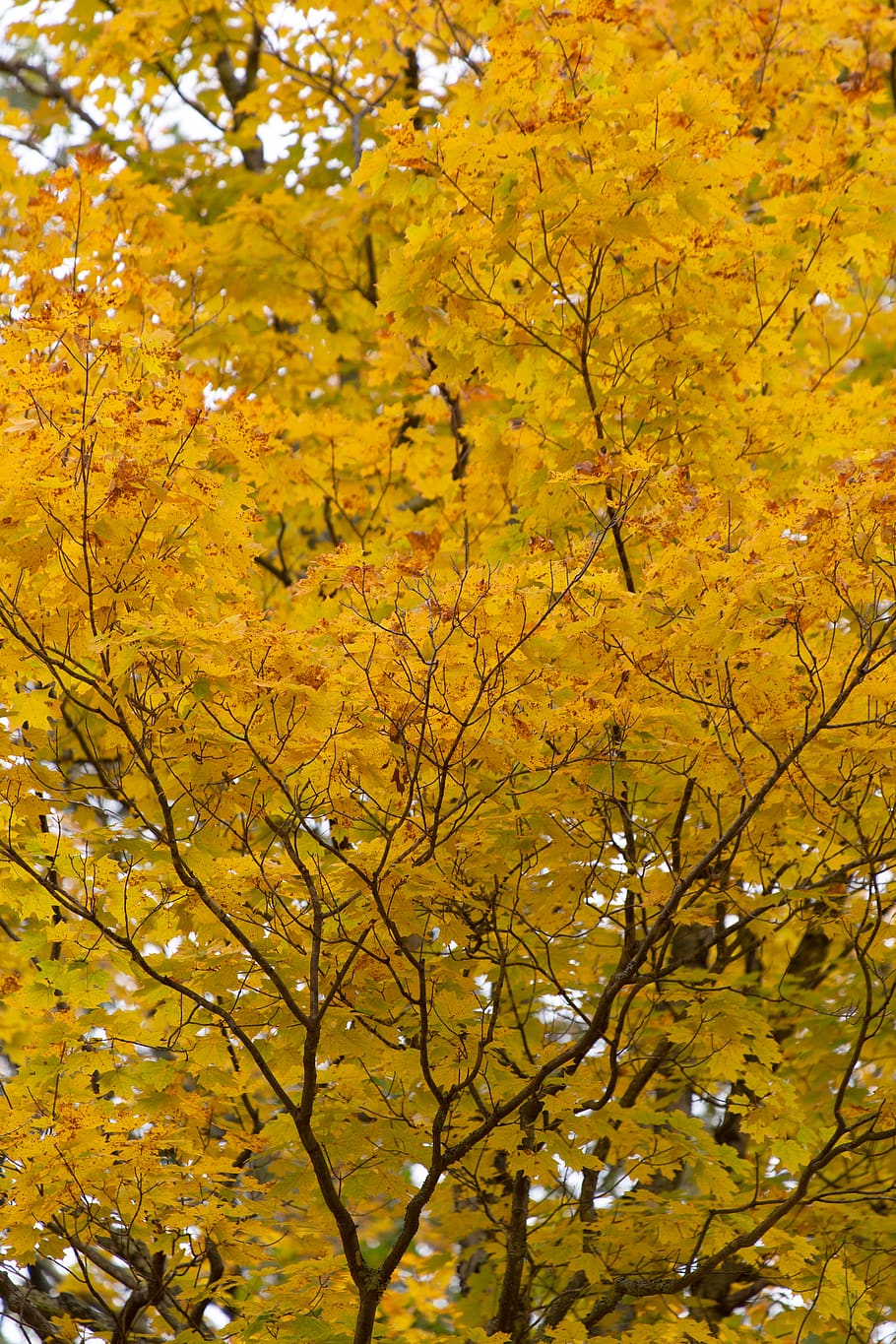 outono, árvore, plano de fundo, folhas, folhagem, colorido, ramos, floresta, natureza, ao ar livre