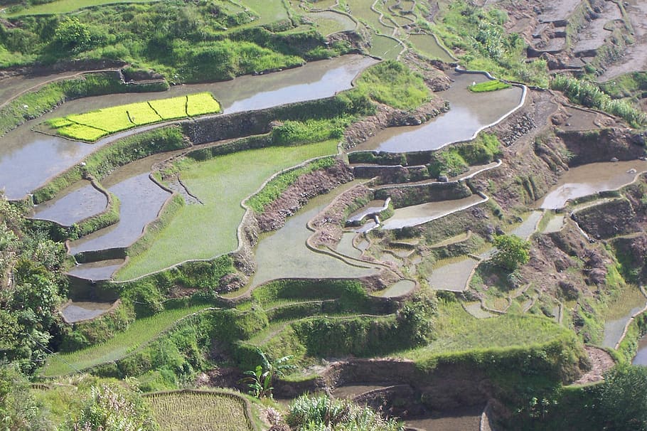 terraços, cultivo de arroz, campos de arroz, cultivo, filipinas, paisagem, férias, colheita de arroz, planta, vista de alto ângulo
