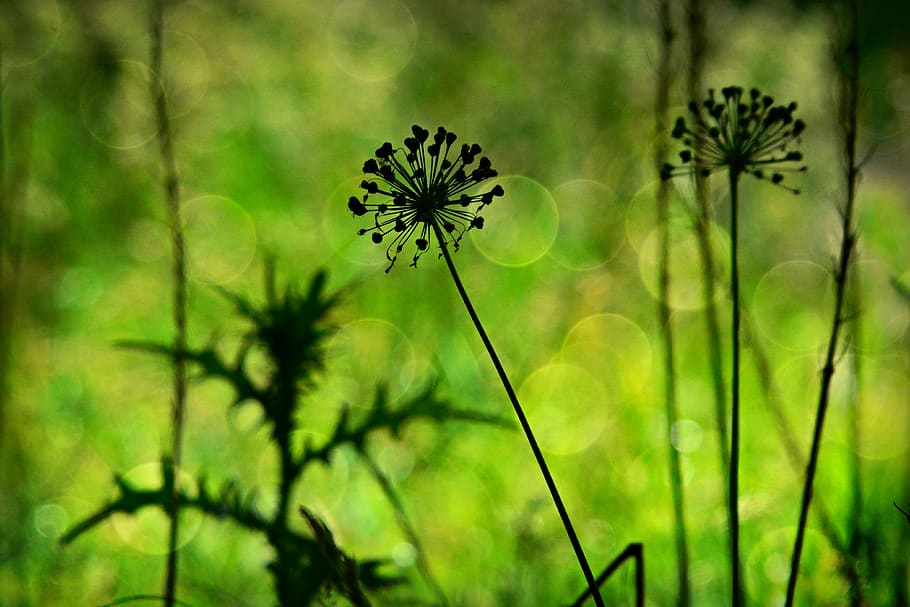 allium, plant, withered, silhouette, grass, thistle, garden, flower, flowering plant, growth