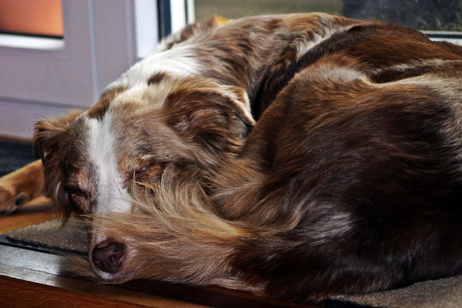dog, sleeping, australian shepherd, merle, pet, jolly, one animal, domestic, mammal, canine