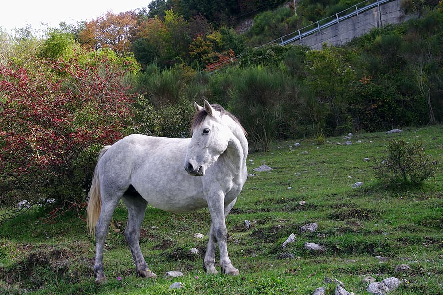 Cavalo, Parque Nacional de Abruzzo, Pasto, prato, animal, o parque nacional de abruzzo, natureza, ao ar livre, grama, mamífero