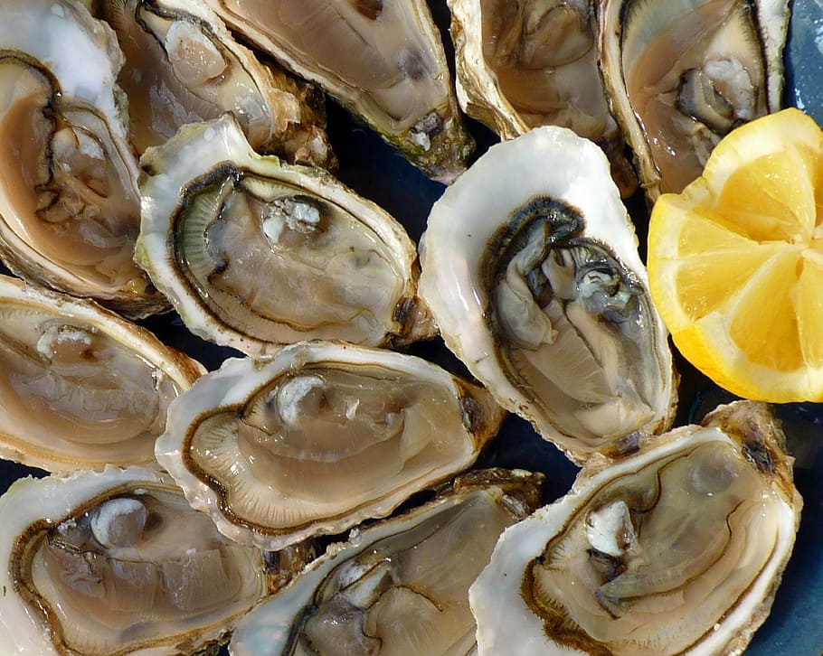 oysters, slice lemon, holidays, sea, the sea, tradition, seafood, food, freshness, gourmet