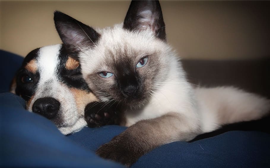 short-coated, short-cut, black-and-white, cat, dogs, dog, kitten, siamese, puppy, domestic