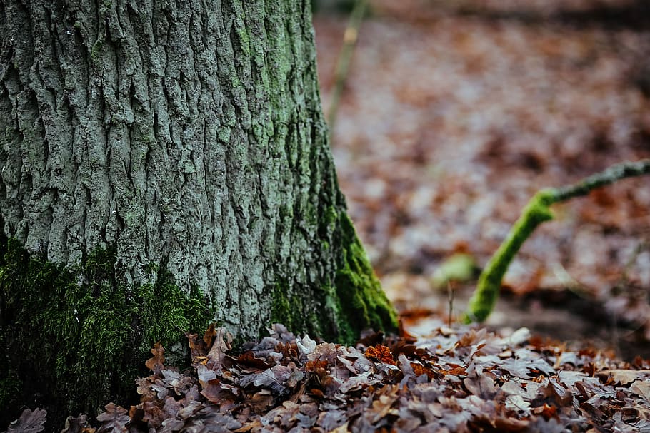 walk, autumn forest, walk in, autumn, forest, leaves, wood, plants, trees, logs