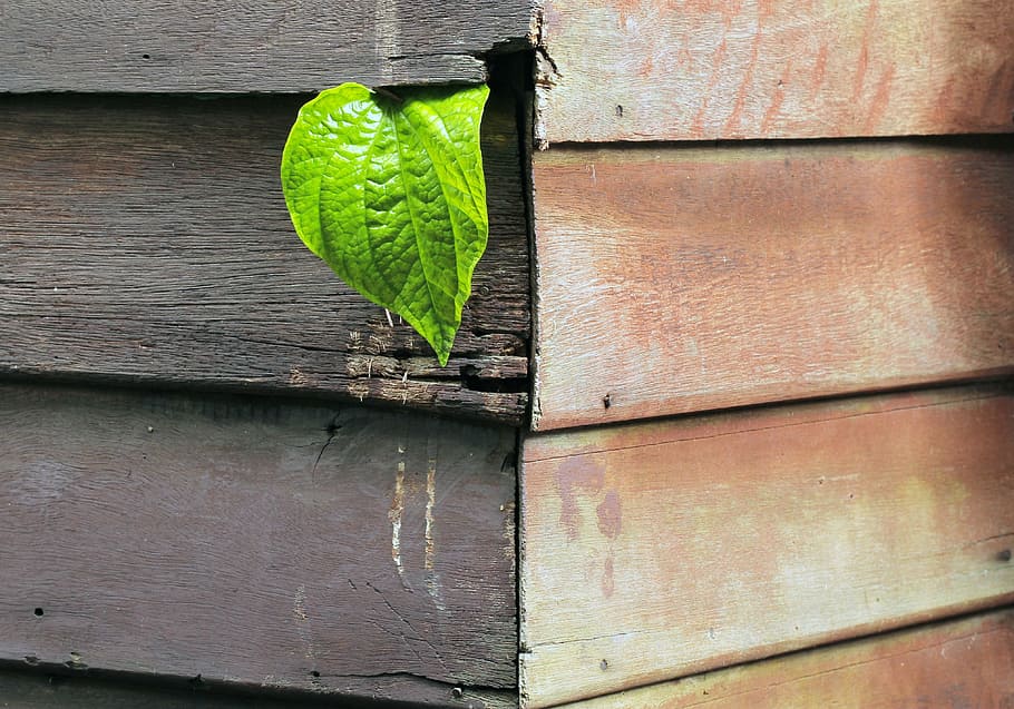 green, leaf plant, brown, wood wall, autumn leaves, home, thailand, the environment, plant, outdoor