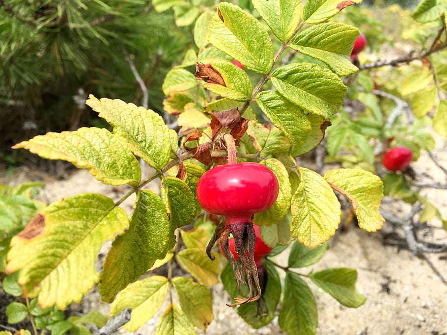 rosehip, rosa rugosa fruits, rose fruit, nature, leaf, plant part, food, growth, food and drink, healthy eating