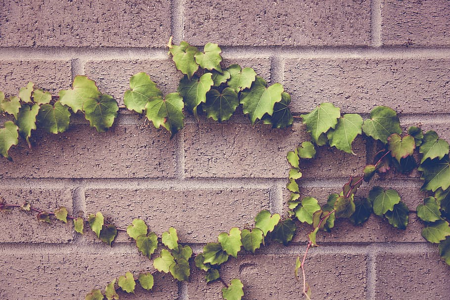green, leaf vine plant, green leaf, vine, plant, urban, object, lazy, ivy, red