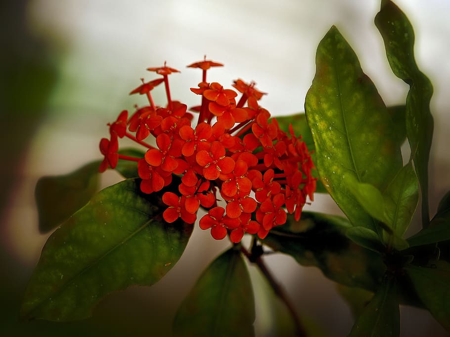 flower, ixora, red, floral, blossom, flora, tropical, bloom, blooming, nature