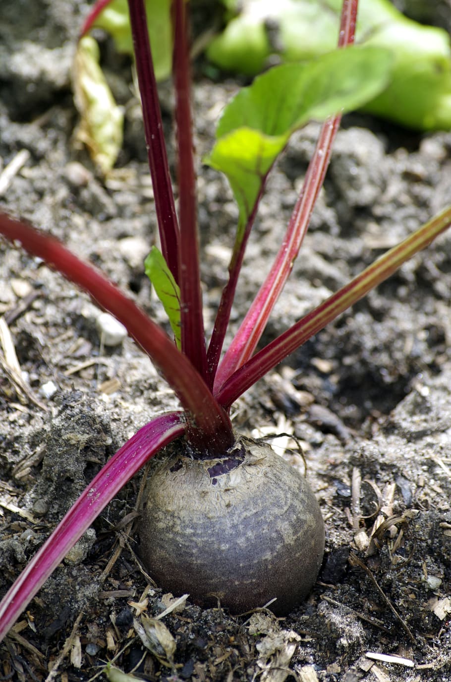Photograph of a beetroot half-out of the ground.