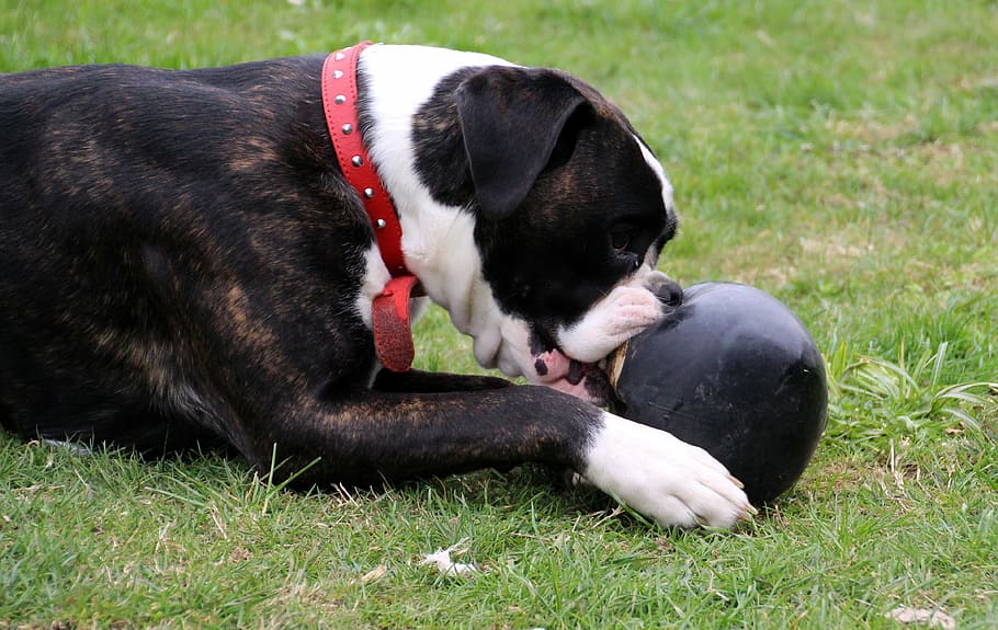 dog, boxer, pet, black and white, play, ball, access to maul, bite, detention, animal