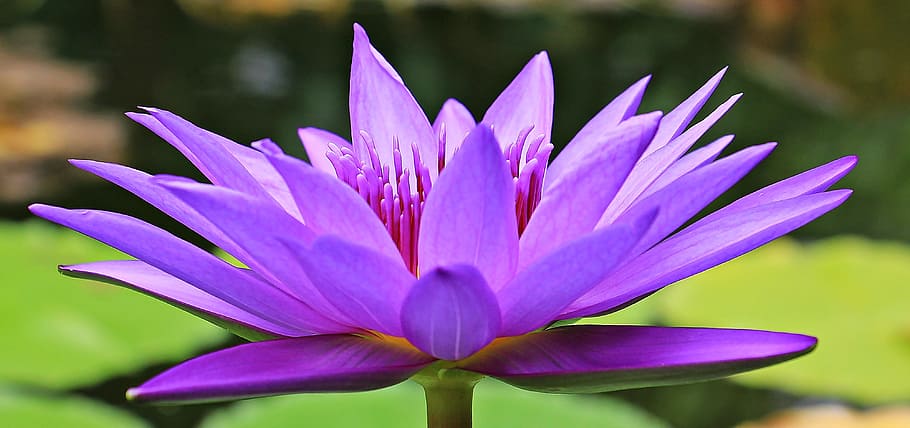 purple, waterlily selective-focus photo, water lily, nuphar lutea, aquatic plant, blossom, bloom, pond, nature, flower