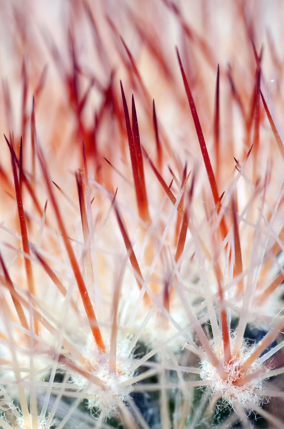 untitled, cactus, colic, flower, macro, nature, close-up, plant, growth, day