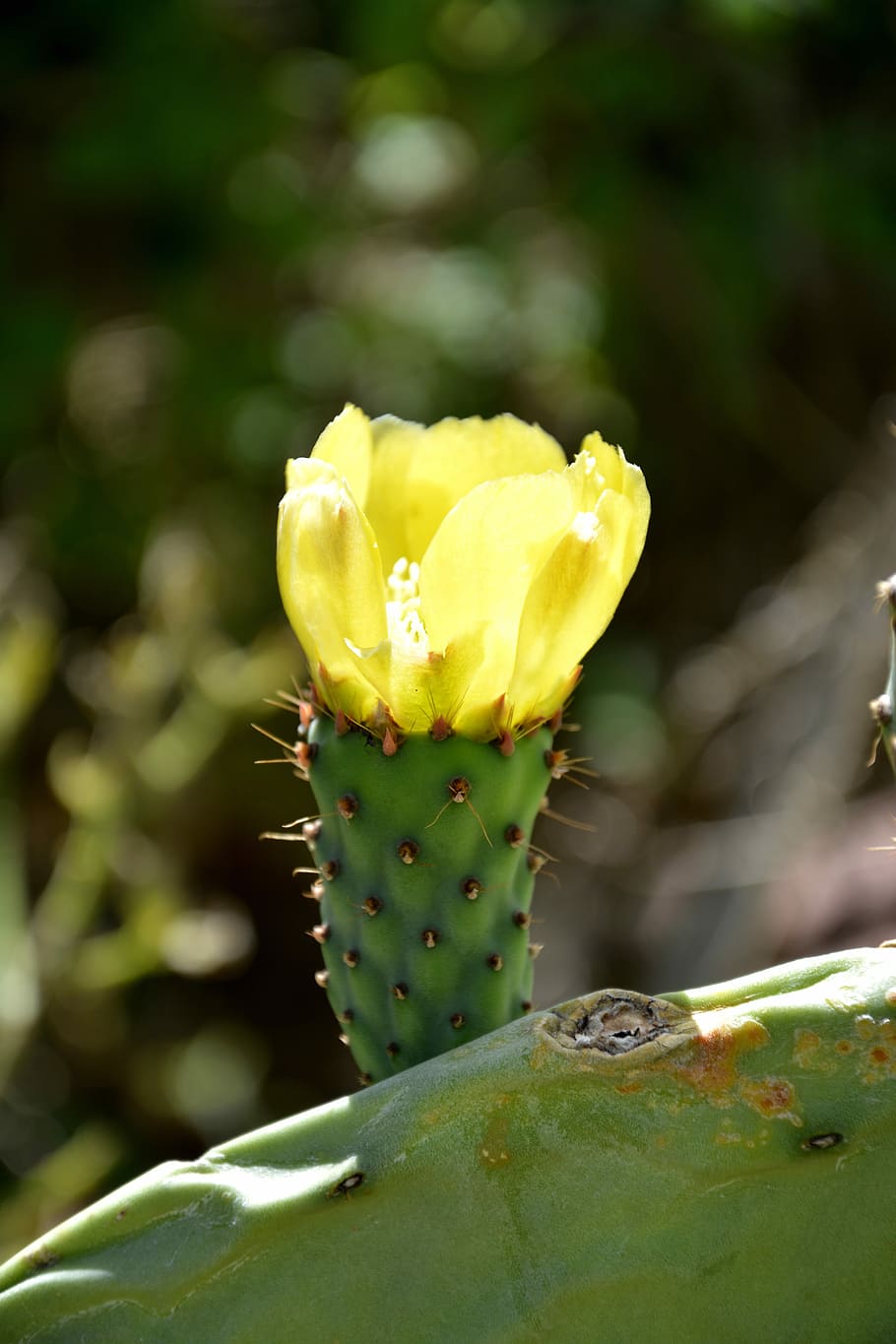 Flor de cactus, cactus, flor, planta espinosa, espina, nopal, naturaleza, amarillo, planta, crecimiento