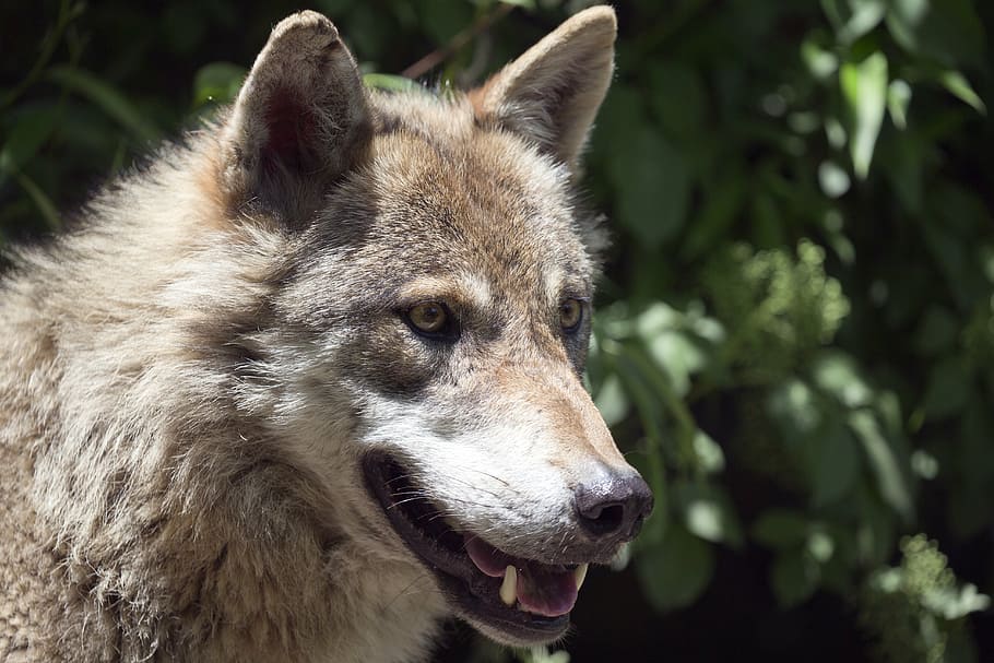foto de close-up, marrom, branco, lobo, lobo europeu, macho alfa, inteligente, focado, carnívoro, animais selvagens