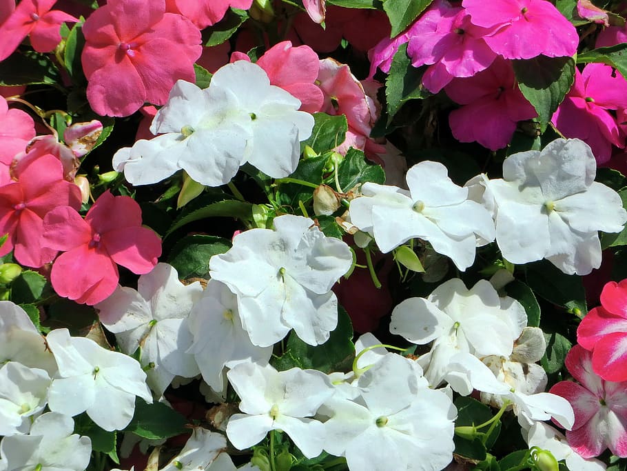 Begonias, Jardiniere, Pink, Flowers, pink flowers, white flowers, bouquet, petals, white, flowering