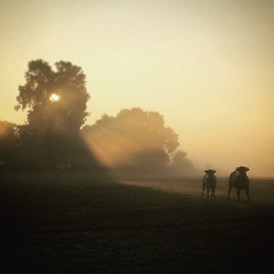 Sunrise, Cows, Oxen, Tree, Morning, field, sunset, grass, silhouette, fog