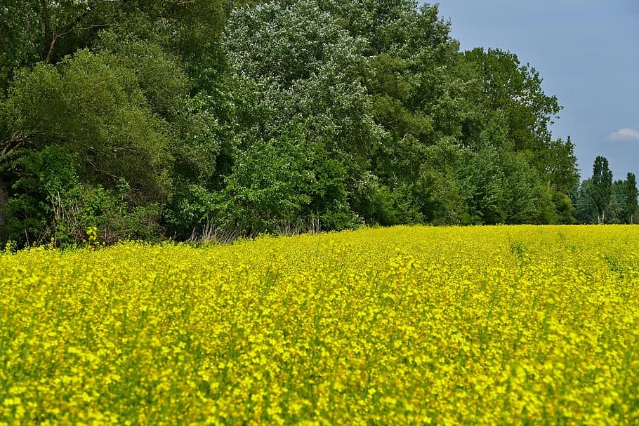 colza, rape, blooming flowers, field, country, agriculture, slovakia, commodity, danube, an island