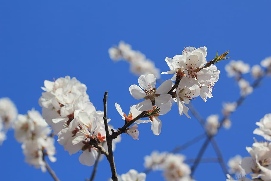 tianjin hongqiao, peach blossom, peach embankment, nature, springtime, tree, branch, flower, blossom, white