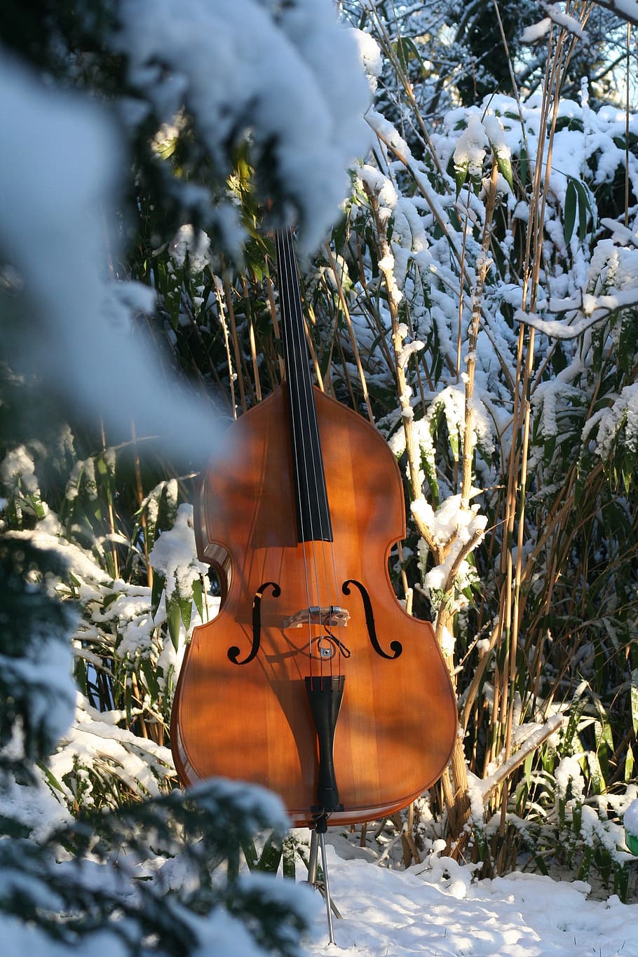 더블베이스, 눈, 음악, 악기, 나무, 자연, 겨울 나무, 현악기, 바이올린, 식물