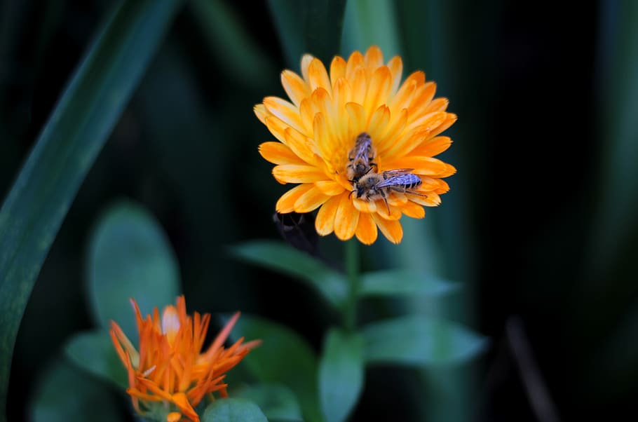 marigold, calendula, bees, composites, gardening, natural medicine, summer, orange, pollination, flower