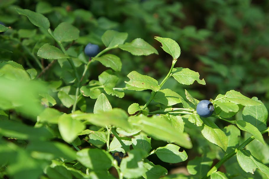 blueberries, forest, nature, berry, green, blue, delicious, healthy, plant part, leaf