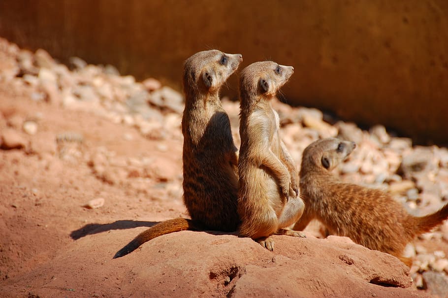 meerkat, cute, animal, trio, charming, animal world, three, funny, perth, curious