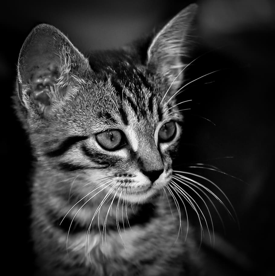 grayscale photo, tabby, kitten, black, white, cat, cute, domestic, animal, pet