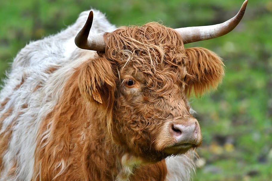 cow, horns, muzzle, head, mammal, herkauwer, remote access, long-haired, scottish highlander, animal themes