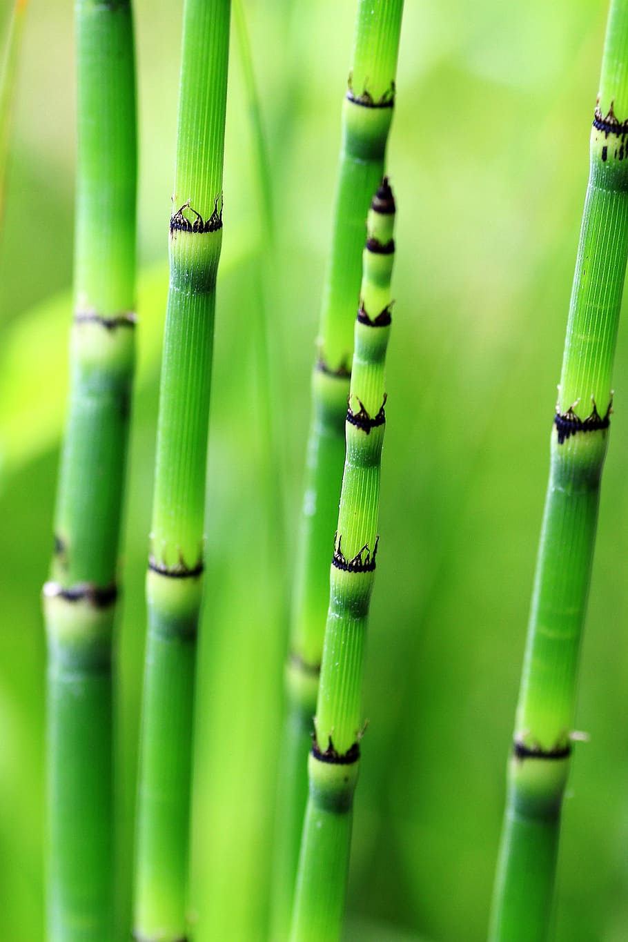 selektif, fokus, hijau, tanaman, batang, bambu, alam, batang bambu, pohon bambu, tongkat bambu