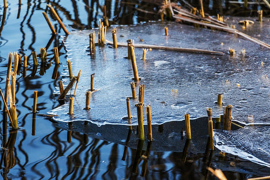 brown, grass, surfacing, water, ice, winter, thaw, frost, nature, cold