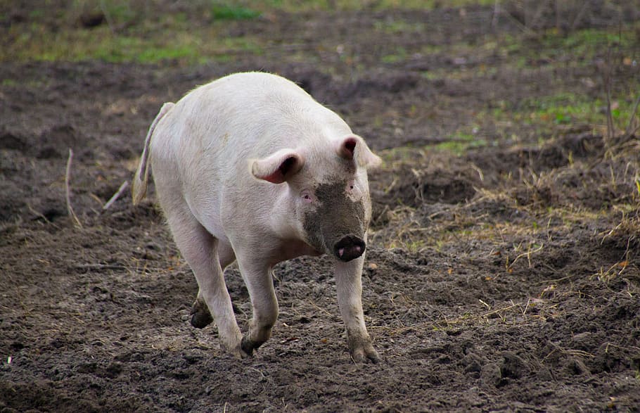 babi, pertanian, kotor, ternak, belalai, menabur, hewan, peternakan babi, merah muda, babi beruntung