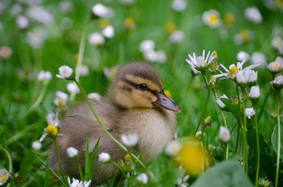 duckling, baby, duck, grass, charming, cute, nature, prairie, plant, flower
