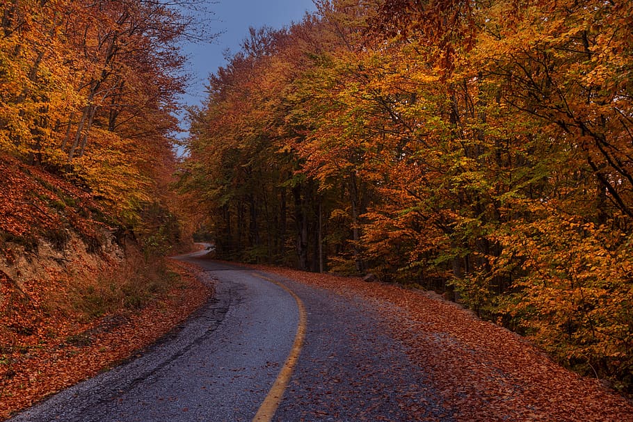 fall, autumn, fantasy, forest, road, greece, kastoria, vitsi, trees, landscape