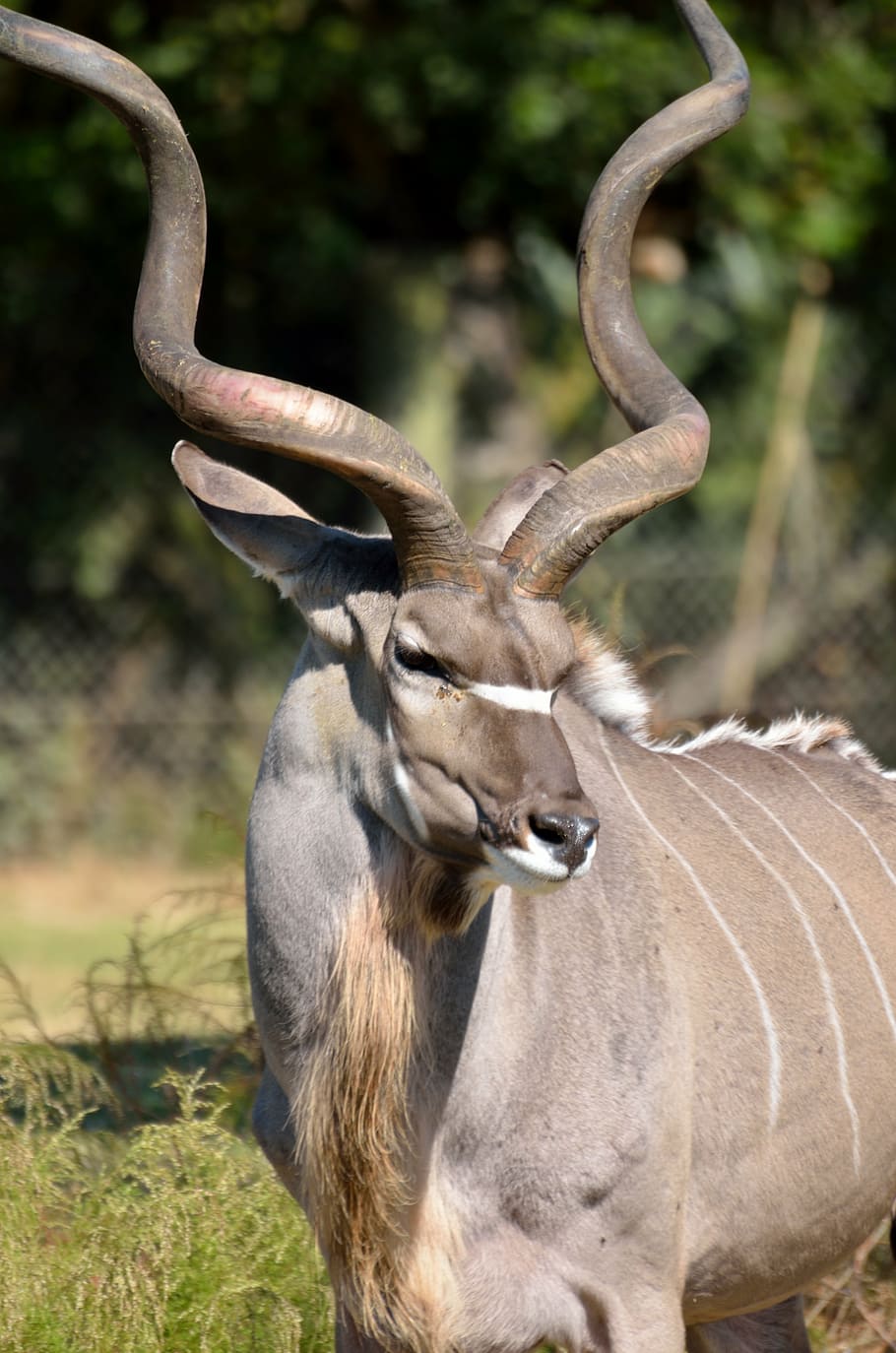 short-coated, brown, animal, curved, horns, greater kudu, wildlife, africa, mammal, safari