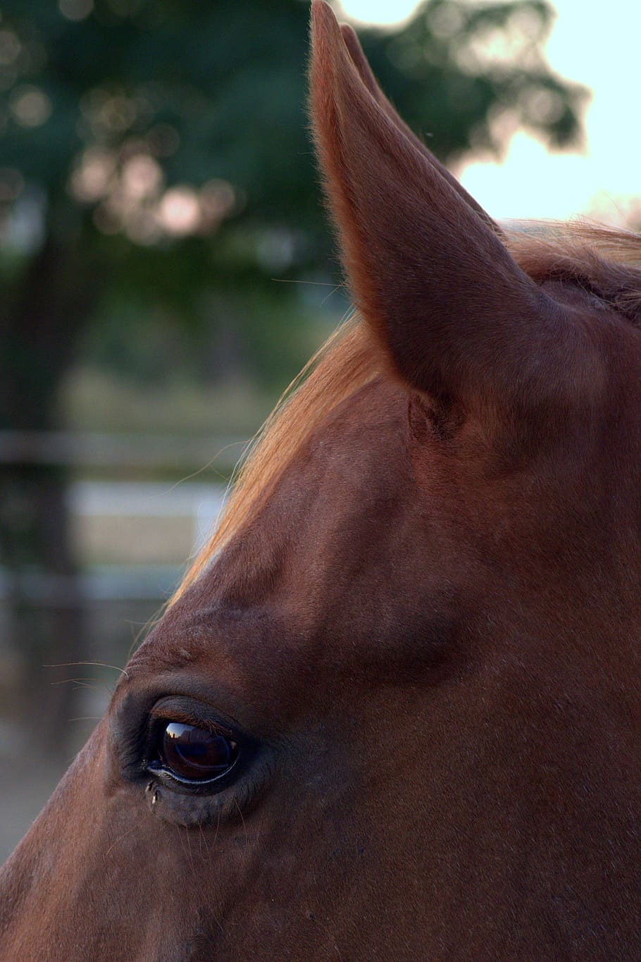 o cavalo, olho, orelha, focinho, orelhas, cabeça de cavalo, cavalo grzywa, a sensibilidade da nebulosa cabeça de cavalo, observa-se, sente-se