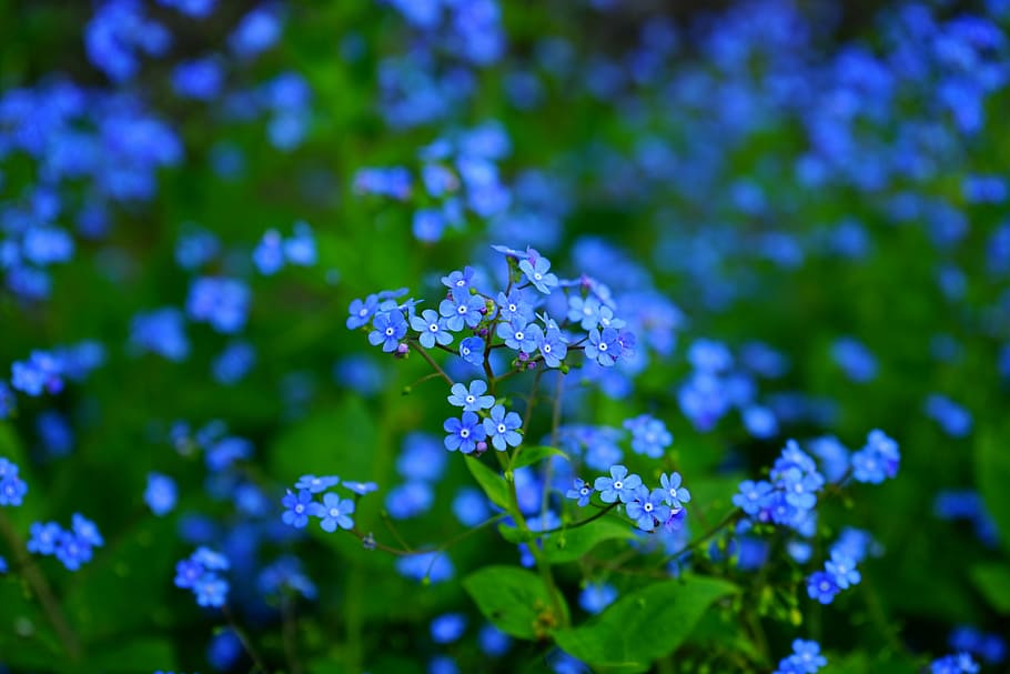 blue flowers, forget me not, flower, brunnera vergissmeinnicht, brunnera macrophylla, caucasus forget-me-not, brunnera, raublattgewächs, boraginaceae, blossom