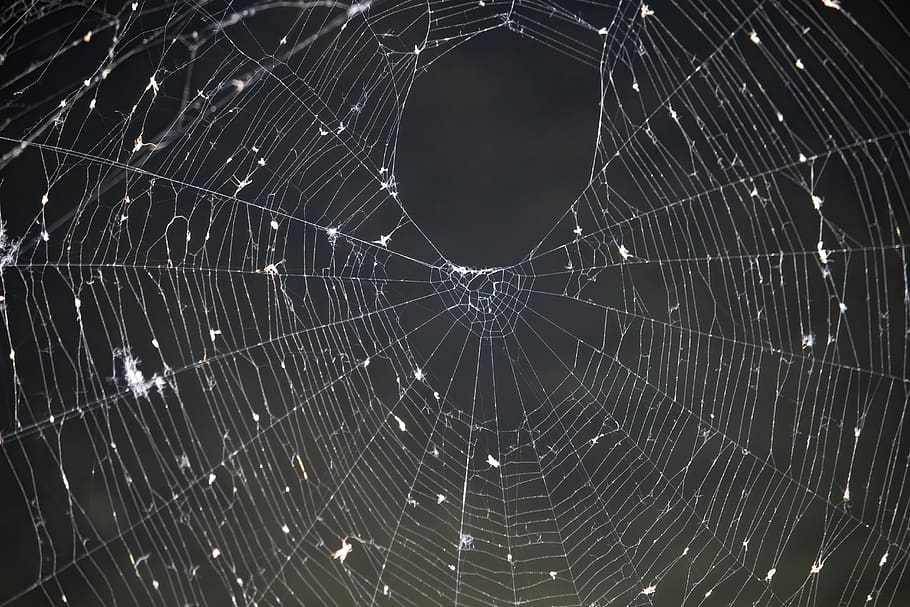 spider web, cobweb, web, insect, spider, networking, nature, close up, case, fragility