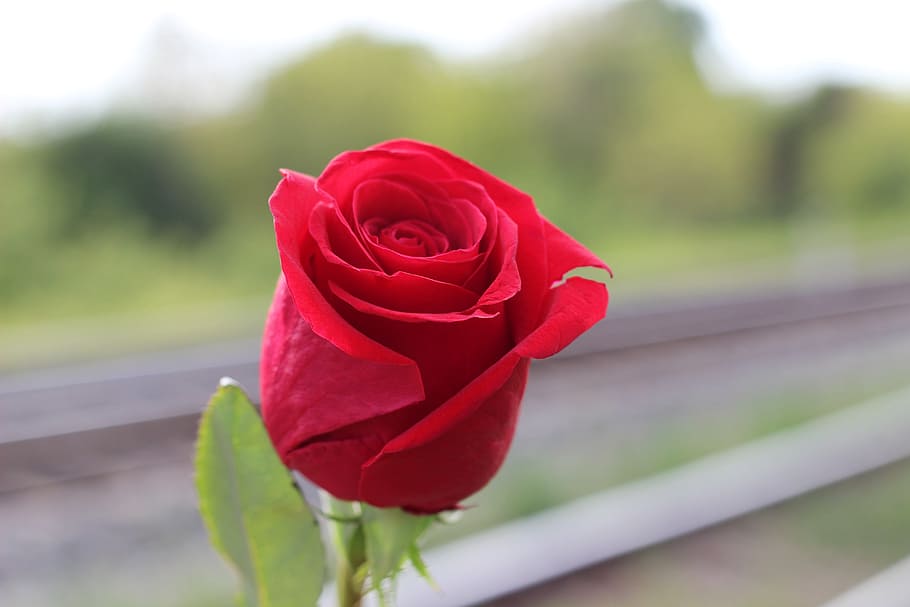 closeup, foto, merah, mawar, Mawar Merah, Kereta Api, Stop, Bunuh Diri, rel, berhenti bunuh diri