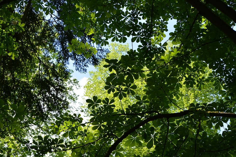 dosel, hojas, árboles, naturaleza, bosque, claro, árbol, planta, crecimiento, vista de ángulo bajo
