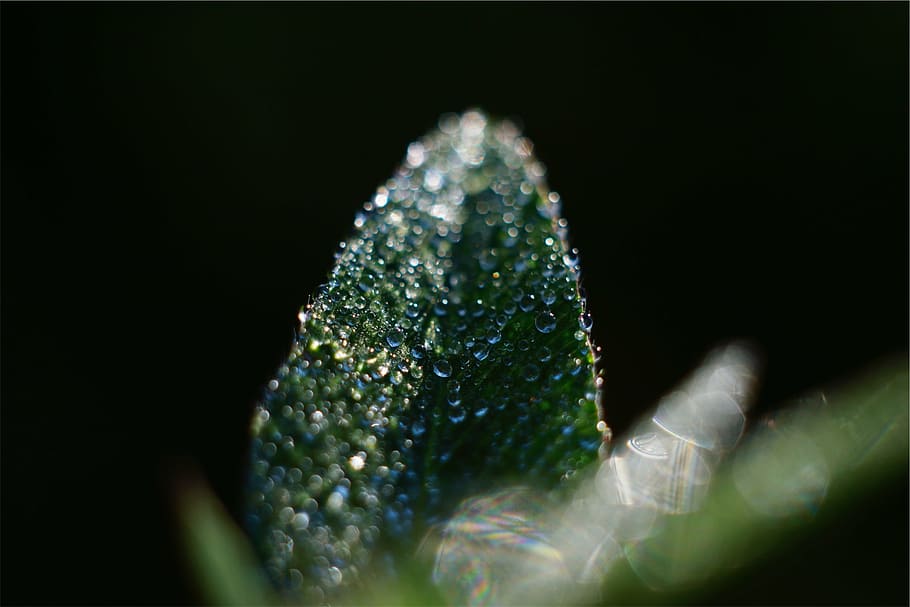 macro photography, water dew, leaf, tilt, lens, photography, green, wet, rain drops, green color