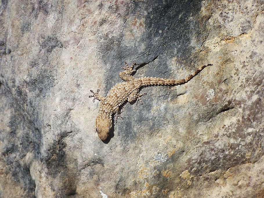 gecko, rocks, texture, dragon, camouflage, reptile, animal wildlife, one animal, animals in the wild, day