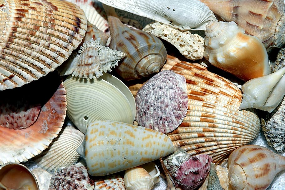 Surtido, marrón, blanco, conchas marinas, concha, concha de playa, patrones, diseño, colector, océano