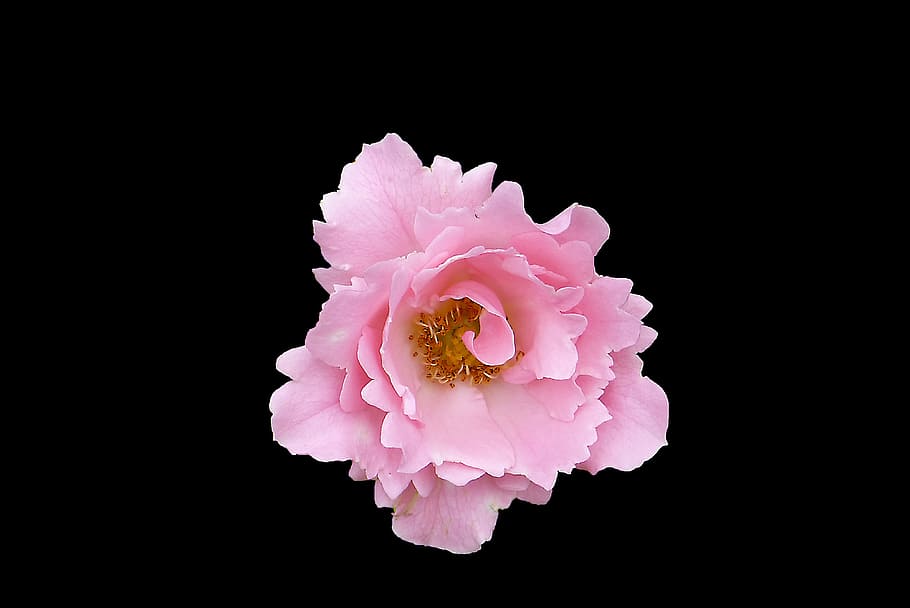 Pink, Free, Background, Blossom, Bloom, close, roses, nature, plant, flower