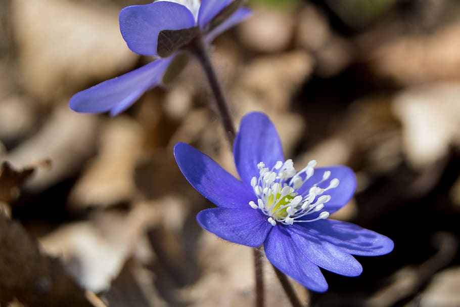 anémona azul, primavera, hepática, planta, azul, naturaleza, flor, flor de primavera, sorbo, planta floreciendo