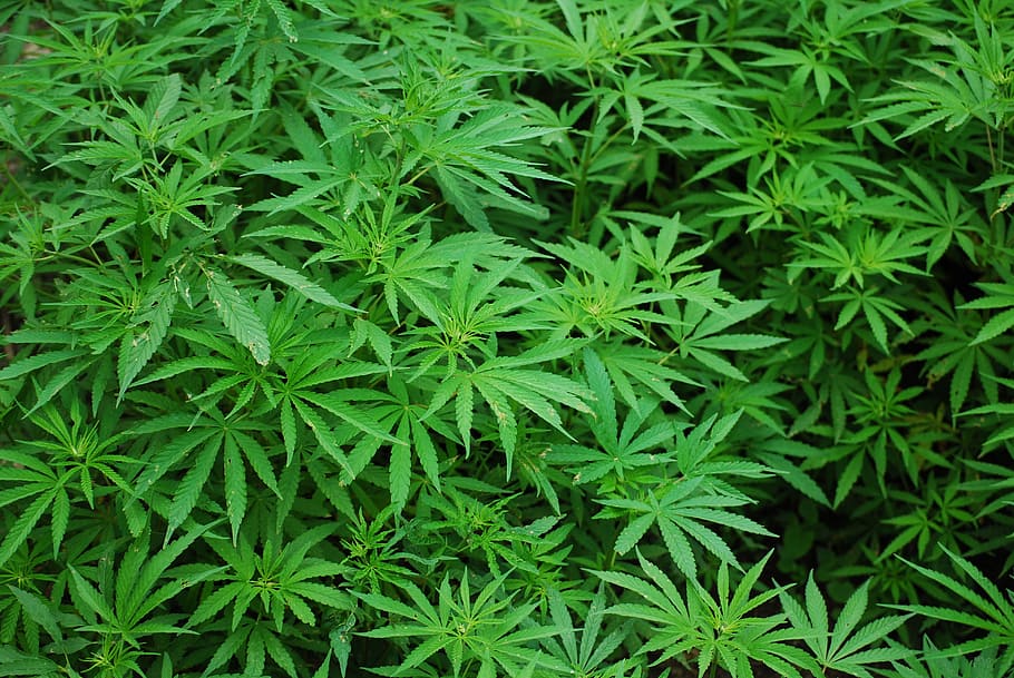 緑の大麻植物, 葉, 大麻, マリファナ, 緑豊かな, 植物, 自然, 医学, 色, 緑