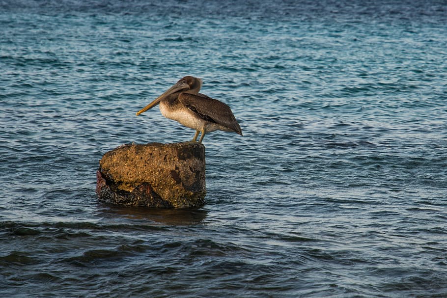 marrom, branco, pelicano, pedra, animal, fotografia, bege, Rocha, pássaro, água