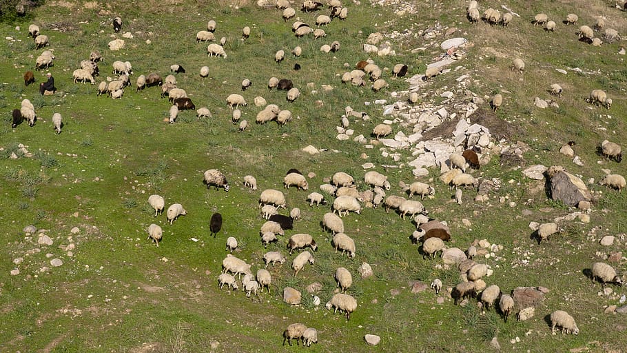 herd, sheep, shepherd, cattle, meadow, wool, animals, nature, landscape, grass