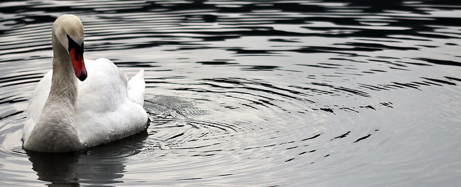 white, swan, body, water, waters, nature, reflection, bird, purity, proud to be a swan